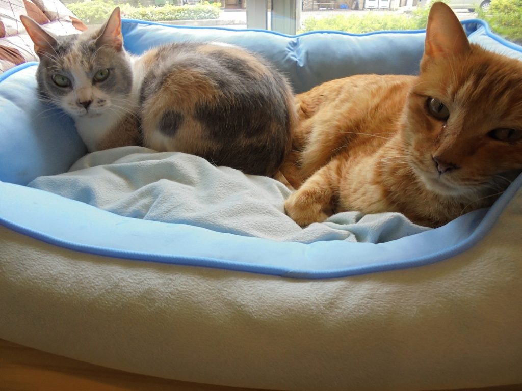 暑かったり涼しかったり