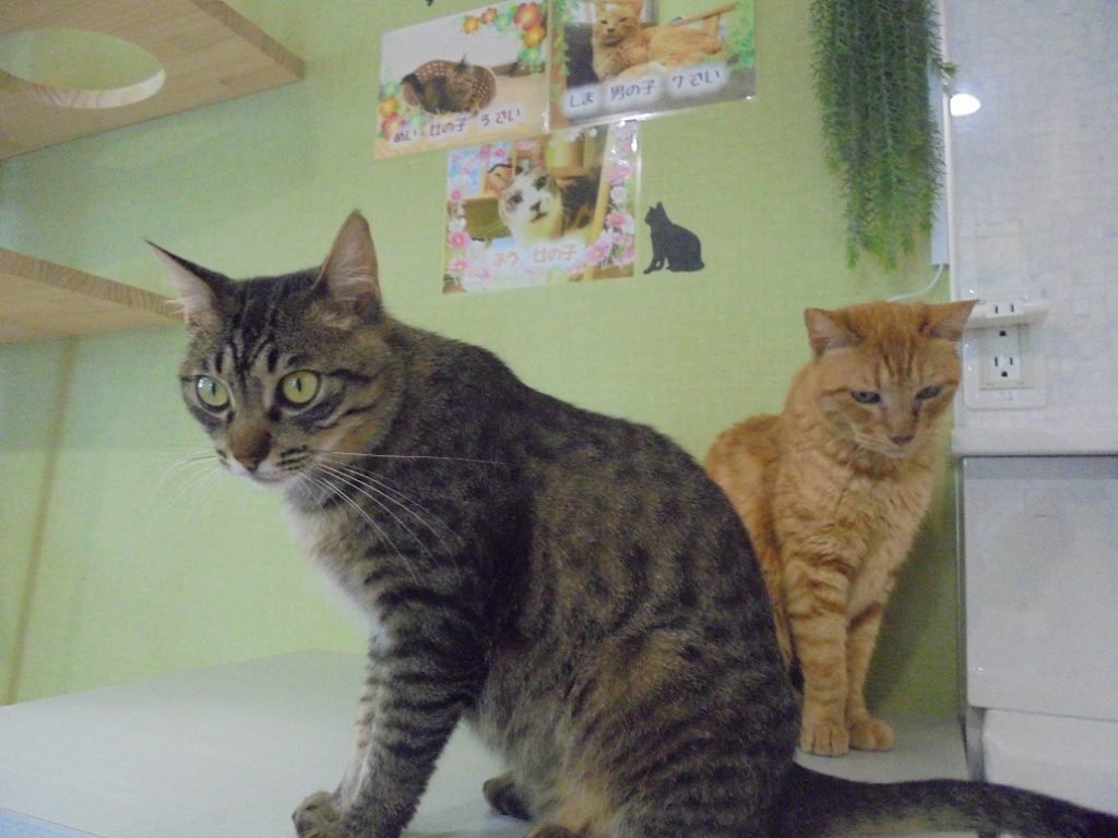 アーティスト写真…風