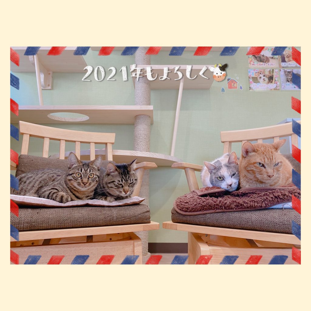 ねこ日記　新年
