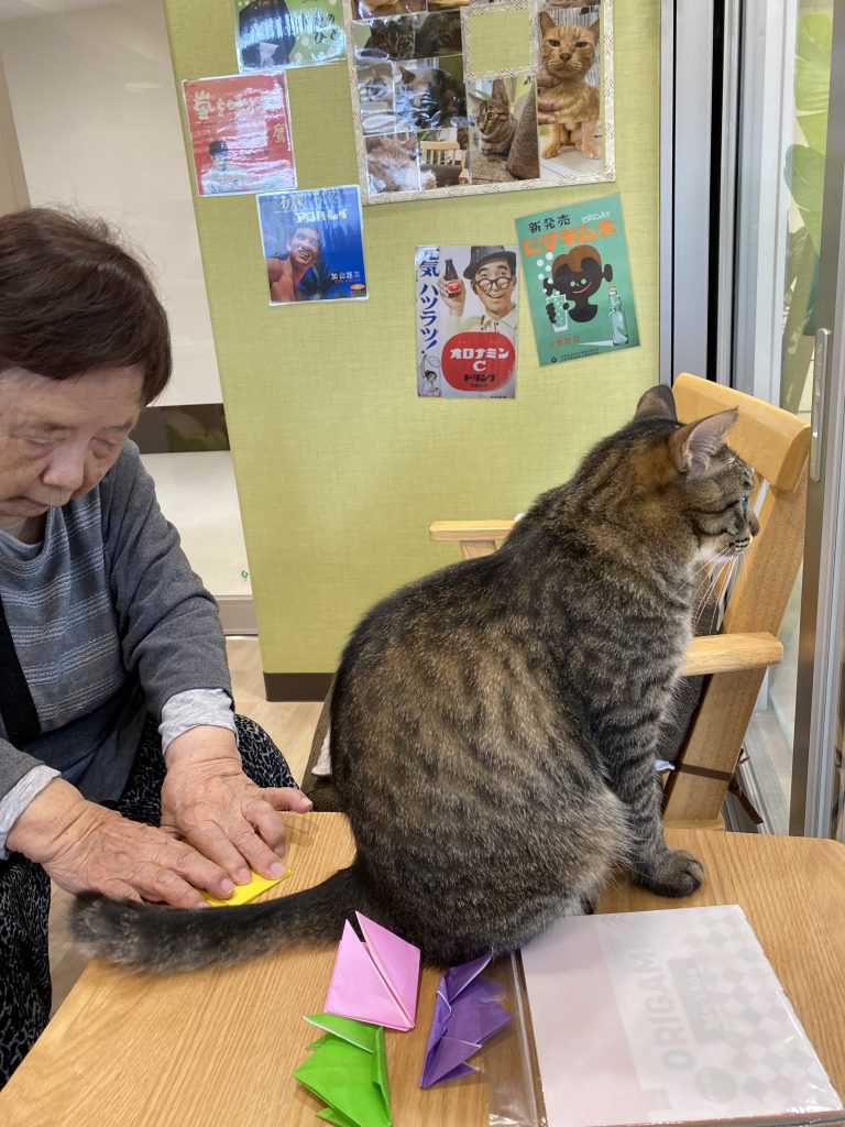 ねこ日記5月6日