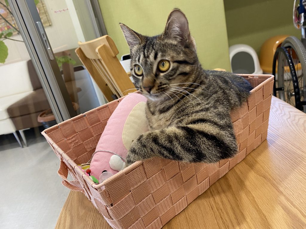 ねこ日記８月５日