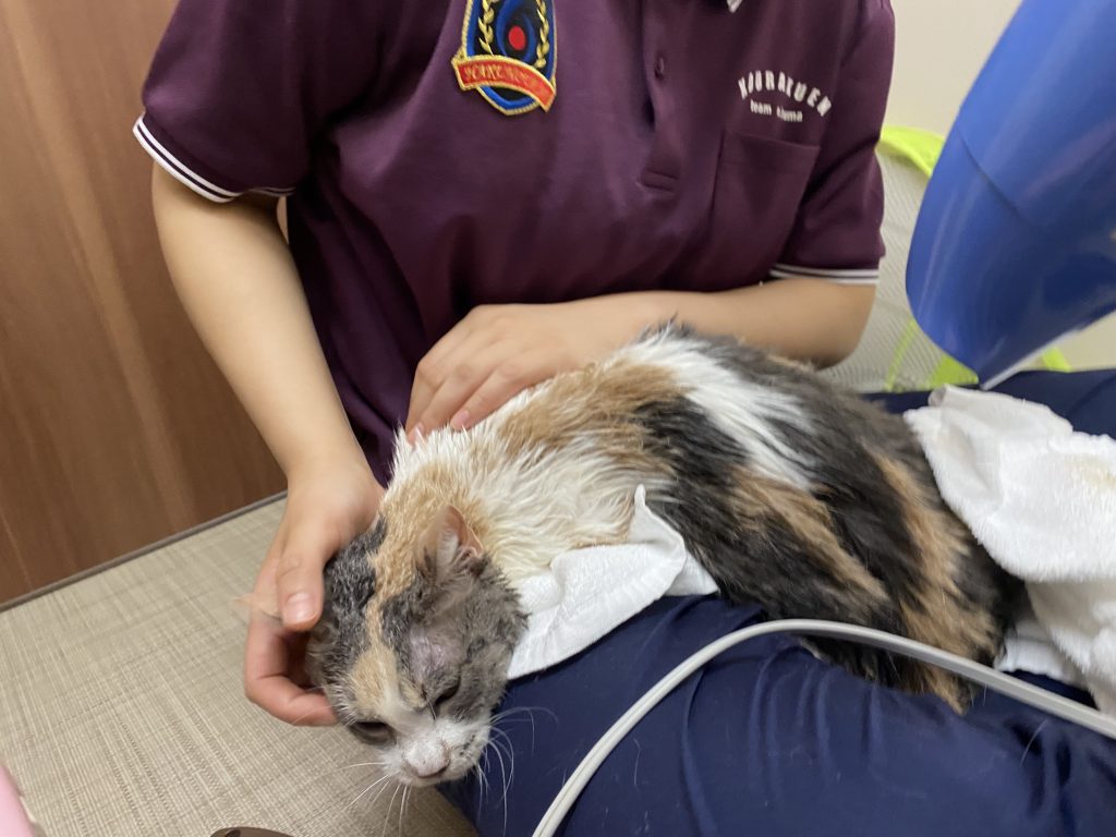 ねこ日記～めいとふうのオフロ～