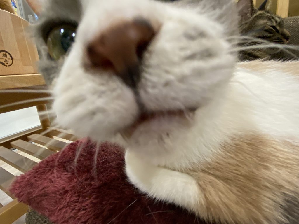 ねこ日記　10月🍁