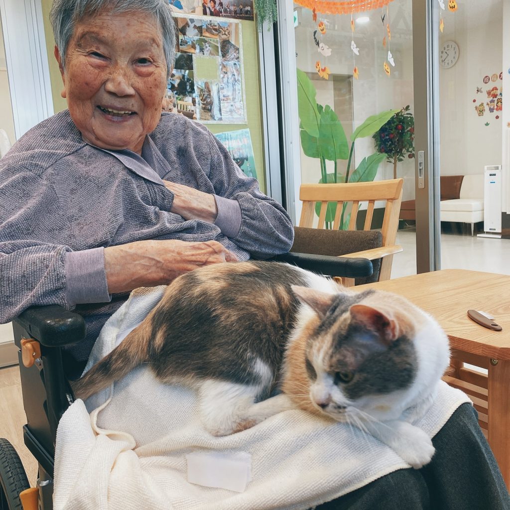 ねこ日記　私のおばあちゃんの話と素敵な猫ちゃん永年預かりの紹介