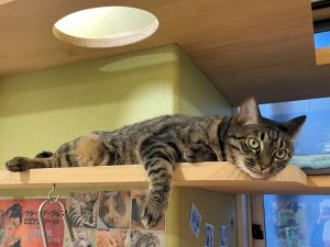 ねこ日記　新年🎍